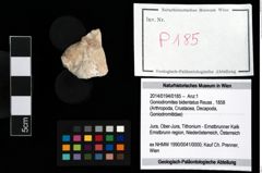 Foto (Objekt + Etikett) von Goniodromites bidentatus (Reuss, 1858)  (NHMW-GEO-2014-0194-0185)